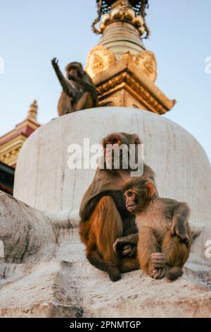 Zwei Affen sitzen im Abendlicht auf dem Stupa Swayambhu des Affentempels in Kathmandu und blicken in die Ferne. Mutter und Baby-Affen-Hold Stockfoto