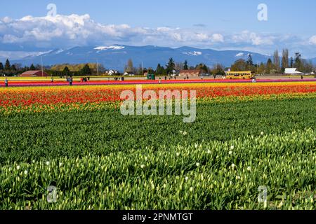 MOUNT VERNON, WA, USA – 14. APRIL 2023: RoozenGaarde Farm, Skagit Valley Tulip Festival, Touristen, die einen sonnigen Frühlingstag in einem farbenfrohen Tulip Fallen genießen Stockfoto