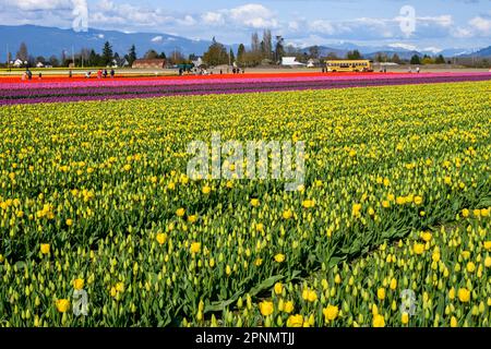 MOUNT VERNON, WA, USA – 14. APRIL 2023: RoozenGaarde Farm, Skagit Valley Tulip Festival, Touristen, die einen sonnigen Frühlingstag in einem farbenfrohen Tulip Fallen genießen Stockfoto