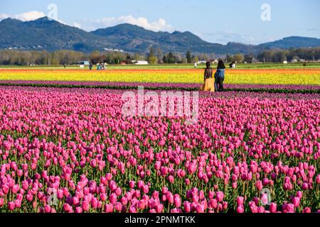 MOUNT VERNON, WA, USA – 14. APRIL 2023: RoozenGaarde Farm, Skagit Valley Tulip Festival, Touristen, die einen sonnigen Frühlingstag in einem farbenfrohen Tulip Fallen genießen Stockfoto