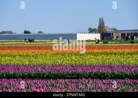 MOUNT VERNON, WA, USA – 14. APRIL 2023: RoozenGaarde Farm, Skagit Valley Tulip Festival, Touristen, die einen sonnigen Frühlingstag in einem farbenfrohen Tulip Fallen genießen Stockfoto