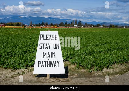 MOUNT VERNON, WA, USA – 14. APRIL 2023: RoozenGaarde Farm, Skagit Valley Tulip Festival, Tulpenfeld mit großem Schild am Hauptweg Stockfoto