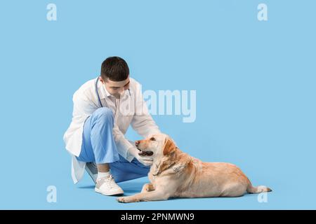 Männlicher Tierarzt mit niedlichem Labrador-Hund auf blauem Hintergrund Stockfoto