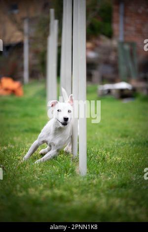 Agilitätssport für Hunde. Vorbereitung auf das Rennen in Aglity. Stockfoto