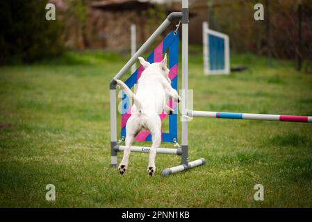 Agilitätssport für Hunde. Vorbereitung auf das Rennen in Aglity. Stockfoto