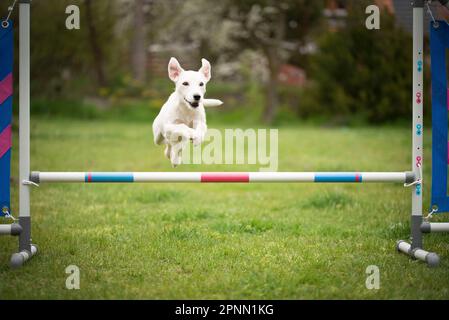 Agilitätssport für Hunde. Vorbereitung auf das Rennen in Aglity. Stockfoto