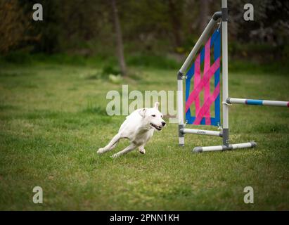 Agilitätssport für Hunde. Vorbereitung auf das Rennen in Aglity. Stockfoto