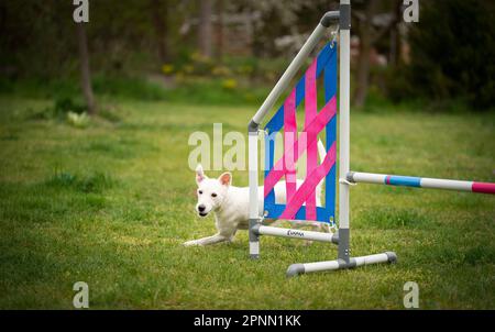 Agilitätssport für Hunde. Vorbereitung auf das Rennen in Aglity. Stockfoto