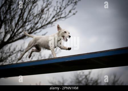 Agilitätssport für Hunde. Vorbereitung auf das Rennen in Aglity. Stockfoto