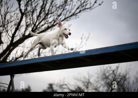 Agilitätssport für Hunde. Vorbereitung auf das Rennen in Aglity. Stockfoto