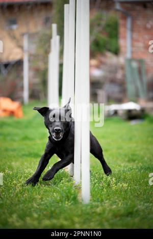 Agilitätssport für Hunde. Vorbereitung auf das Rennen in Aglity. Stockfoto