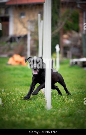 Agilitätssport für Hunde. Vorbereitung auf das Rennen in Aglity. Stockfoto