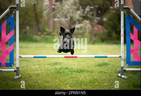 Agilitätssport für Hunde. Vorbereitung auf das Rennen in Aglity. Stockfoto