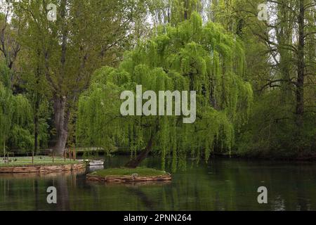 Trauerweide oder Babylonweide (Salix Babylonica) an einem Ufer des Sees Stockfoto
