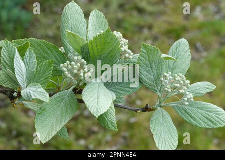 Weißstrahl, Sorbus aria, Knospen Stockfoto