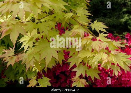 Acer palmatum „Orange Dream“, Garten, Acer „Orange Dream“, japanischer Ahorn, Blätter Stockfoto