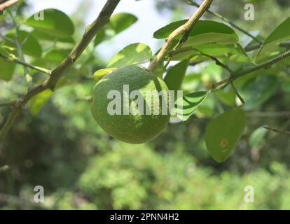 Die Seitenansicht einer wachsenden grünen Zitrusfrucht befindet sich auf einem Zweig einer Zitruspflanze in Sri Lanka Stockfoto