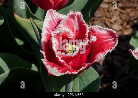 Tulpe Mit Fransen, Tulipa „Canasta“ Stockfoto