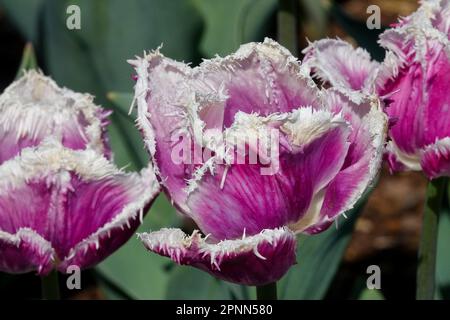 Tulpen Mit Fransen Tulipa „Cummins“ Tulpe Stockfoto