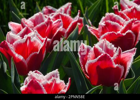 Fransen, Tulpen, Tulipa „Canasta“ Stockfoto