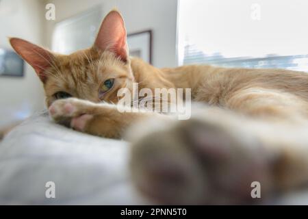 Eine orangefarbene Katze liegt auf einem Kissen in einem sonnigen, weißen Raum und schaut in die Kamera. Stockfoto