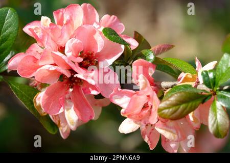 Blühende Quitte, Chaenomeles 'Moerloosei' Pink Chaenomeles speciosa Stockfoto