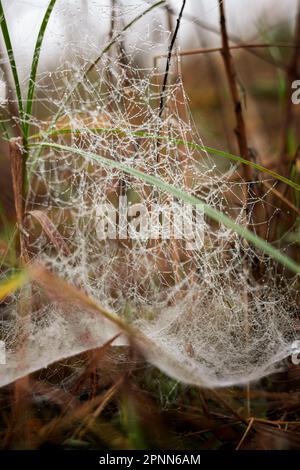 Tau tropft auf das Gras. Naturmotiv Stockfoto