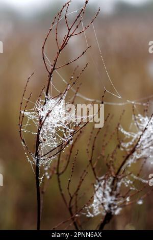 Spinnweben auf dem trockenen Herbstgras. Wunderschönes natürliches Motiv. Langsame Natur Stockfoto