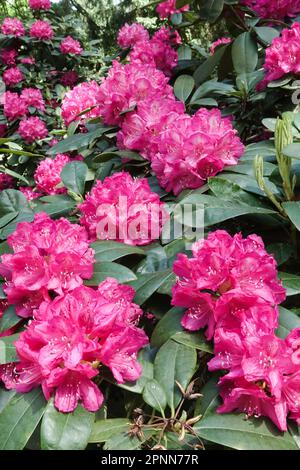 Blühendes Rhododendron „Pelopidas“, Rosenfarbe, Blüte Stockfoto