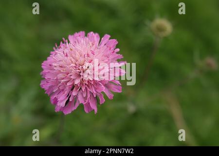 Nahaufnahme einer zarten rosa Blume der makedonischen skabösen Wildblume Knautia macedonica Stockfoto