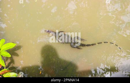 Wasserwächter, Varanus-Salvator, schwimmt in einem Teich in einem Park in Bangkok, Thailand. Stockfoto