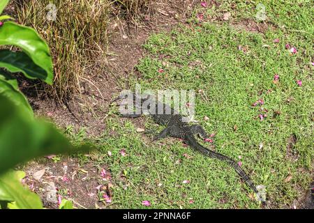Water Monitor, Varanus Salvator, kletterte aus dem Wasser, um sich in der Sonne in einem Park in Bangkok, Thailand, zu sonnen. Stockfoto