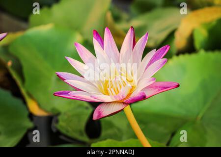 Rote Wasserlilie (Nymphaea rubra) Nahaufnahme des Teiches Stockfoto