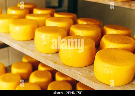 Eine Fülle von Heads of Goat Cheese auf Regalen, die auf der Cheese Farm reif werden Stockfoto