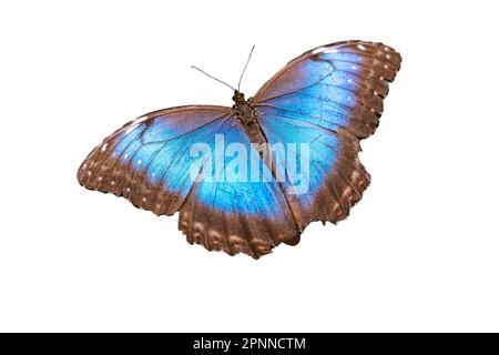 Blauer Morphium-Schmetterling auf weißem Hintergrund Stockfoto