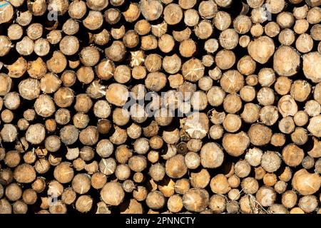 Stapelbare Holzstämme in einer natürlichen Umgebung, bereit für die Lagerung Stockfoto