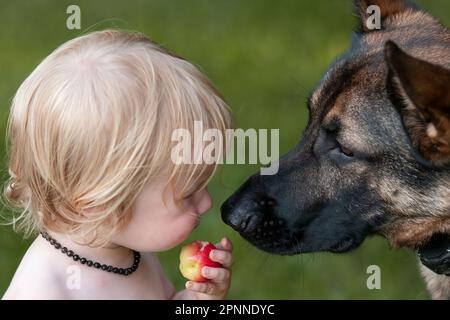 Ein kleiner Junge, der mit einem König-Hirtenhund in einem Park spielt Stockfoto