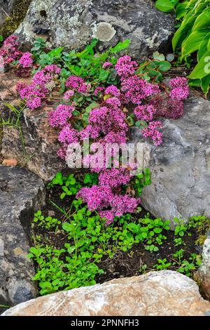 Rosafarbene Blüte von Sedum ewersii - Stonecrop, eine saftige Bodendecke auf einem Sommergarten mit Steinen. Rosa Blüten der mehrjährigen Zierpflanze Stockfoto