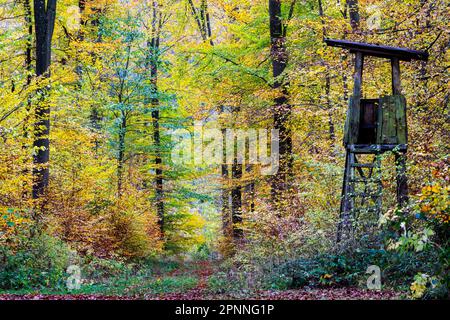 Herbst in der Schwäbischen Alb, Traufwald mit bunten Laubbbäumen, hauptsächlich Buchen (Fagus), Hochsitz, Amtstetten, Baden-Württemberg, Deutschland Stockfoto