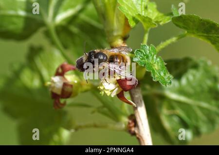 Großmauerbiene (Osmia bicornis) Familie Megachilidae auf den Blüten einer Jostaberin (Ribes x nidigrolaria), eines Komplex-Cross-Fruchtbusches. Stockfoto