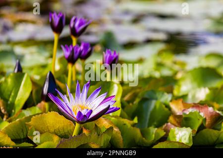 Wasserlilien-Teich, Wasserlilien (Nymphaea) in Blüte im maurischen Garten des Zoologisch-Botanischen Gartens Wilhelma Bad Cannstatt, Stuttgart Stockfoto