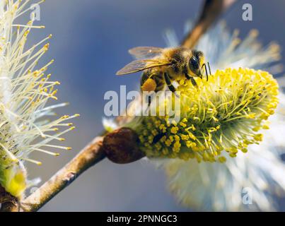 Honigbiene (APIs mellifera), Sal-Ziegenweide (Salix caprea), Nahaufnahme, Neuffen, Baden-Württemberg, Deutschland Stockfoto