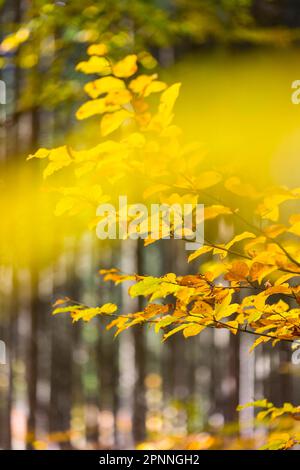 Bunte Blätter einer Buche (Fagus), Schwäbischer Albenwald im Herbst, Roemerstein, Baden-Württemberg, Deutschland Stockfoto