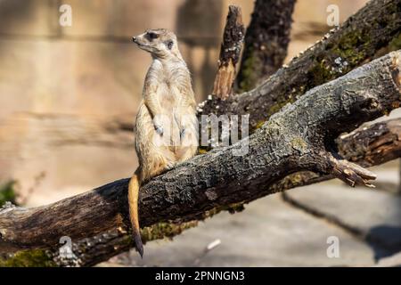 Meerkat (Suricata suricatta), Captive, Wilhelma Zoological-Botanical Garden, Bad Cannstatt, Stuttgart, Baden-Württemberg, Deutschland Stockfoto