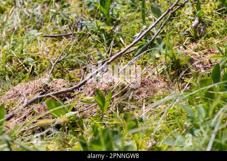 Palaeno Sulfur (Colias palaeno), auf einem Ast im Moor, Schwarzwald, Deutschland Stockfoto