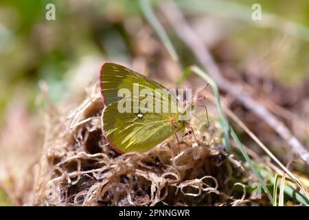 Palaeno Sulfur (Colias palaeno), auf einem Ast im Moor, Schwarzwald, Deutschland Stockfoto