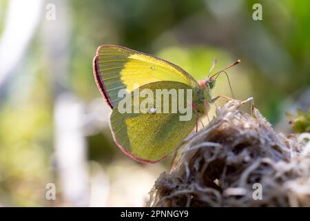 Palaeno Sulfur (Colias palaeno), auf einem Ast im Moor, Schwarzwald, Deutschland Stockfoto