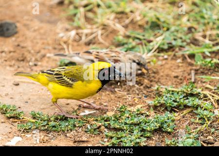 Südafrikanischer Maskenweber (Ploceus velatus), männlicher Zuchtfederfuttervogel am Bodennaht in Südafrika Stockfoto
