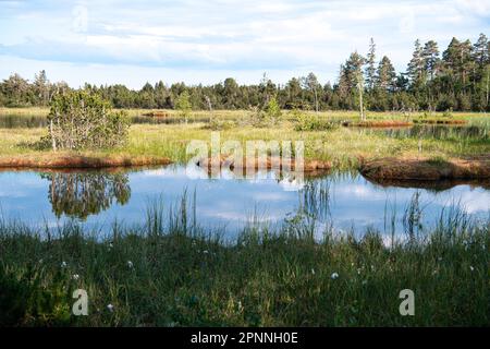 Wildsee (Kaltenbronn), im Sonnenschein mit wunderschönen Wolken vor blauem Himmel, Kaltenbronn Natur- und Waldreservat, Schwarzwald, Baden-Württemberg Stockfoto