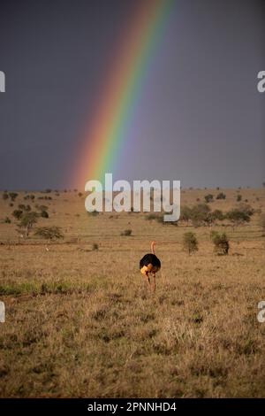 Wunderschöne, breite Landschaft bis zum Ufer und den Regenbögen in der Savanne des Taita Hills Wildlife Sanctuary, African Ostrich Tsavo East, Kenia Stockfoto